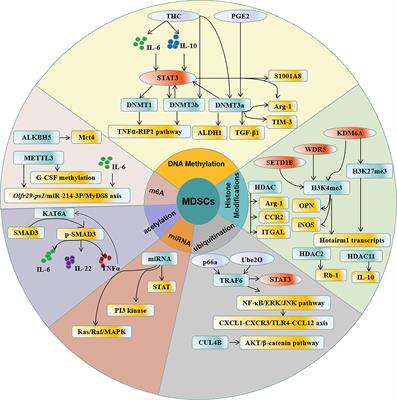 Epigenetic modifications in the accumulation and function of myeloid-derived suppressor cells